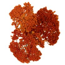 Prodotto Achillea Orange fiori secchi, achillea, 45-60 cm, 1 kg