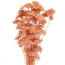 Prodotto Achillea achillea fiori di prato essiccati salmone 40-50 cm 80 g