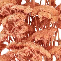 Prodotto Achillea achillea fiori di prato essiccati salmone 40-50 cm 80 g