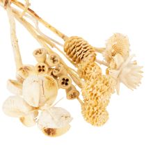 Prodotto Assortimento Africa, sbiancato, 60 pezzi