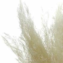 Erba secca Agrostis sbiancato 40g