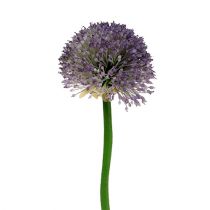 Allium 87cm lavanda