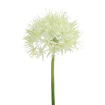 Crema Allium bianca L76cm