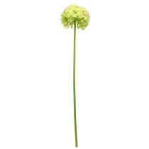 Prodotto Cipolla ornamentale artificiale fiore verde allium Ø18cm 90cm