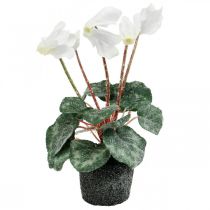 Ciclamino in crema 28 cm