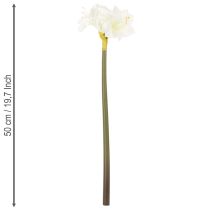 Prodotto Fiore di amarillide artificiale, bianco, con stelo, Avvento e Natale, 50 cm