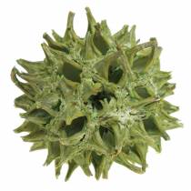Coni Sweetgum glassati verdi 250g
