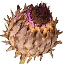 Prodotto Fiori di carciofo carciofo essiccato Cynara Ø9cm 16 pz