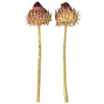Prodotto Fiori di carciofo carciofo essiccato Cynara Ø9cm 16 pz