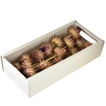 Prodotto Fiori di carciofo carciofo essiccato Cynara Ø9cm 16 pz