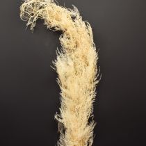 Prodotto Asparagi secchi ornamentali asparagi albicocca 90cm 5 pezzi