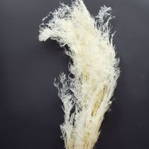 Prodotto Asparagi secchi, erbe ornamentali, crema di asparagi, 90 cm, 5 pezzi