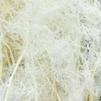 Prodotto Asparagi secchi, erbe ornamentali, crema di asparagi, 90 cm, 5 pezzi