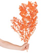 Prodotto Ramo di fiori di asparago essiccati, asparago ornamentale tinto, 65 cm, 80 g
