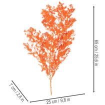 Prodotto Ramo di fiori di asparago essiccati, asparago ornamentale tinto, 65 cm, 80 g
