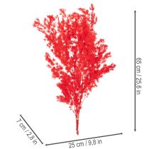 Prodotto Mazzo di asparagi secchi per composizioni floreali, 65 cm, 80 g
