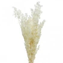 Asparagi secchi decorazione erba ornamentale essiccata bianca 80g