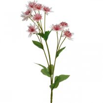 Fiore di seta artificiale Astrania grande Masterwort bianco rosa L61cm