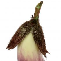Melanzane viola 18,5 cm