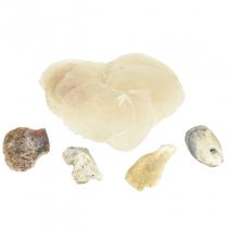 Cozze ostriche capiz fette in rete naturale 3,5–9,5 cm 2 pezzi