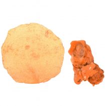 Prodotto Cozze ostriche capiz a fette in rete arancione 3,5–9,5 cm 2 pezzi