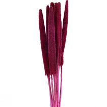 Prodotto Miglio perlato, canna babala, miglio rosa 70 cm 10 pz