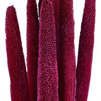 Prodotto Miglio perlato, canna babala, miglio rosa 70 cm 10 pz