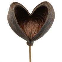 Prodotto Badam su stecco naturale 6 cm - 12 cm 23 pz