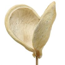 Badam su stecco sbiancato 6cm - 12cm L55cm 23pz