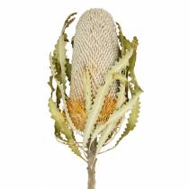 Banksia Hookerana naturale 7pz