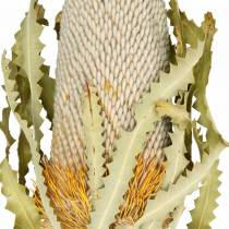 Banksia Hookerana naturale 7pz