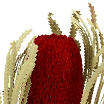 Banksia Hookerana rosso 7pz