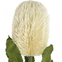 Prodotto Artificial Flower Banksia White Cream Artificial Exotics 64cm