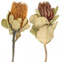 Banksia coccinea fiori secchi natura 10pz