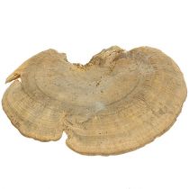 Prodotto Funghi decorativi naturali in spugna per albero secchi 6 cm 1 kg