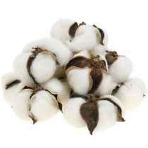 Prodotto Decorazione fiori di cotone decorazione naturale in cotone essiccato Ø6cm 12 pz