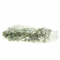 Prodotto Ramo di Bellgum 5 cm - 7 cm verde smerigliato 20 pz