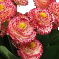 Prodotto Fiore artificiale, bellis artificiale in un mazzo, margherite bianco-rosa L32cm 10 pezzi
