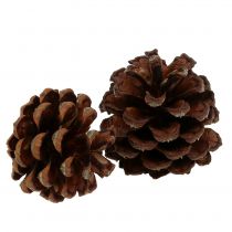 Pigna di montagna piccola natura 1kg