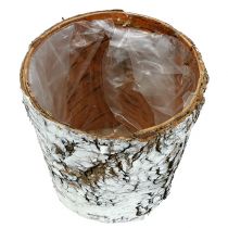 Prodotto Vaso di betulla fioriera piccola betulla bianca Ø10cm H8,5cm 6 pz