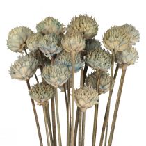 Decorazione di fiori secchi margherita selvatica blu verde H36 cm 20 pezzi