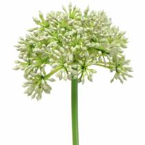 Prodotto Allium bianco artificiale 55 cm
