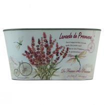 Prodotto Ciotola da fiori ovale in plastica color lavanda 21,5×12,5 cm H11 cm