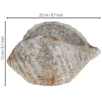 Prodotto Vaso da fiori in pietra conchiglia grigio antico marittimo 22×18×13cm