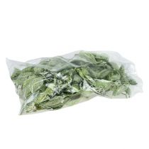 Prodotto Brachyciton Verde glassato 500g