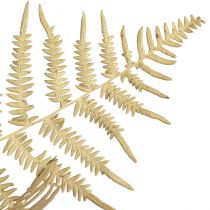 Prodotto Felce decorativa fiori secchi foglie di felce essiccate 70 cm 10 pz
