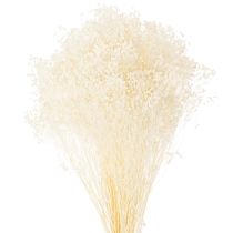 Prodotto Broom Bloom Fiori secchi sbiancati bianchi a lunga conservazione 100 g
