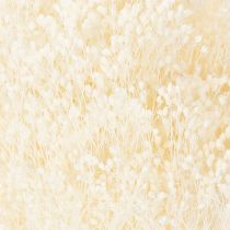 Prodotto Broom Bloom Fiori secchi sbiancati bianchi a lunga conservazione 100 g