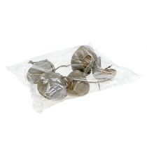 Prodotto Noci di Buddha 8-10 cm bianche lavate 10 pz