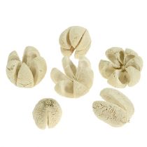 Prodotto Fiore decorativo sbiancato 12 pz